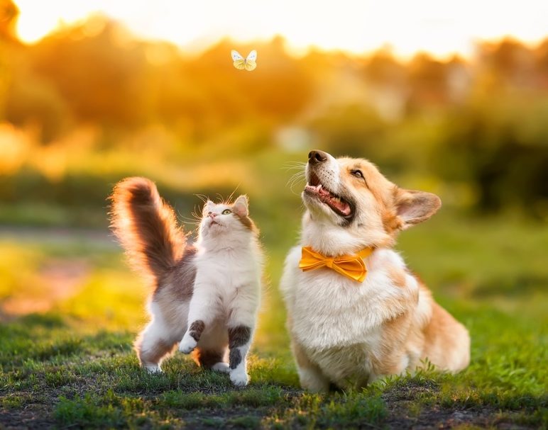 Cutefluffyfriendsacatandadogcatcha